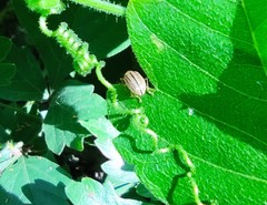 Zygogramma suturalis