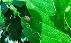 Zygogramma suturalis