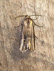 Crambodes talidiformis