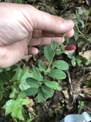 Tephrosia spicata