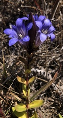 Gentiana affinis ovata
