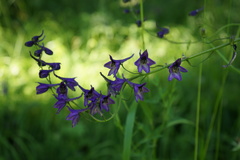 Delphinium crassifolium