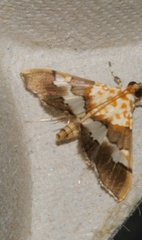 Aetholix flavibasalis