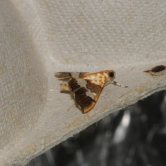 Aetholix flavibasalis