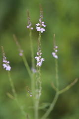 Verbena xutha