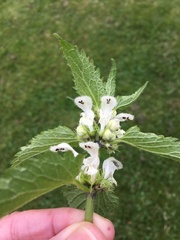Lamium album