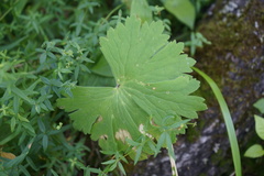 Delphinium crassifolium
