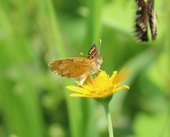 Phyciodes pallescens