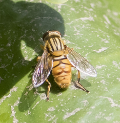 Parhelophilus divisus