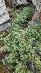 Juniperus pseudosabina