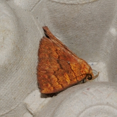 Singara diversalis