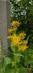 Inula helenium