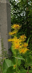 Inula helenium