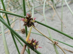 Juncus lesueurii
