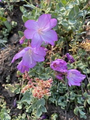 Epilobium obcordatum