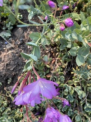 Epilobium obcordatum