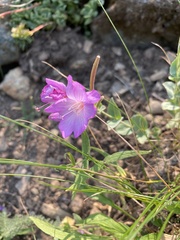 Epilobium obcordatum