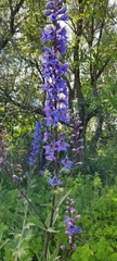 Delphinium retropilosum