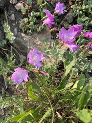 Epilobium obcordatum