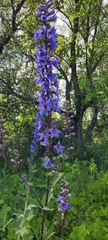 Delphinium retropilosum