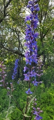 Delphinium retropilosum