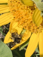 Wyethia angustifolia