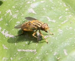 Parhelophilus divisus