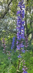 Delphinium retropilosum