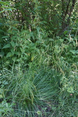 Glyceria arundinacea