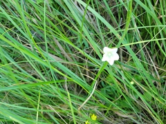 Parnassia glauca