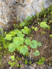 Heuchera glabra