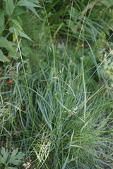 Glyceria arundinacea