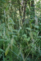 Glyceria arundinacea