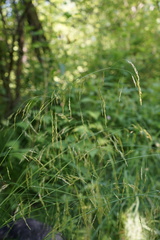 Glyceria arundinacea