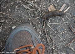 Urva auropunctata