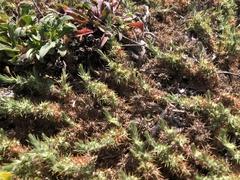 Cardionema ramosissimum