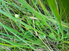 Parnassia glauca