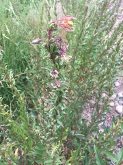 Oenothera rubricaulis
