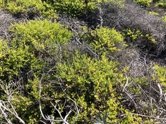 Baccharis pilularis pilularis