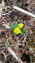 Chrysosplenium serreanum