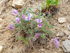 Oxytropis multiceps