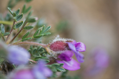 Oxytropis multiceps