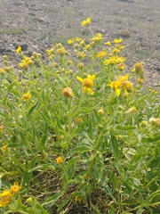 Arnica longifolia