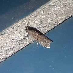 Vitula serratilineella