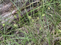 Carex bullata