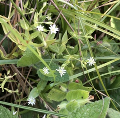 Stellaria littoralis
