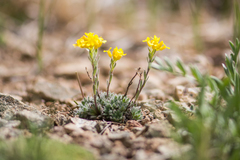 Draba streptocarpa