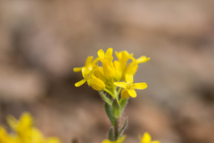 Draba streptocarpa