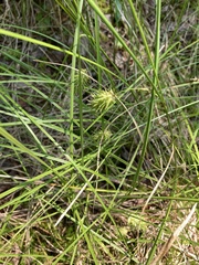 Carex bullata