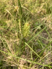 Carex bullata